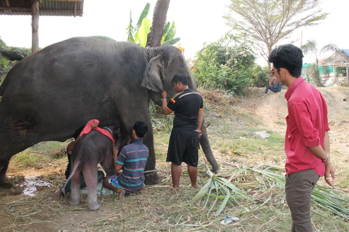 ฮือฮา!!! "พังแก้วตา" ปางช้างอโยธยาตกลูกพลายน้อย ต้อนรับวันเด็กปี 59