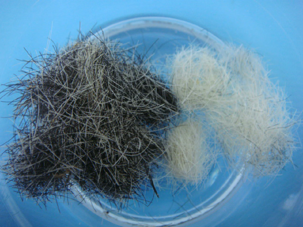 ร.10 พระราชทานน้ำหลวงอาบศพ หลวงปู่จันทร์ศรี ชมบารมีหลวงปู่เป็นบุญตา อัศจรรย์!!! พระโลหิต เกศา กลายเป็นพระธาตุ 