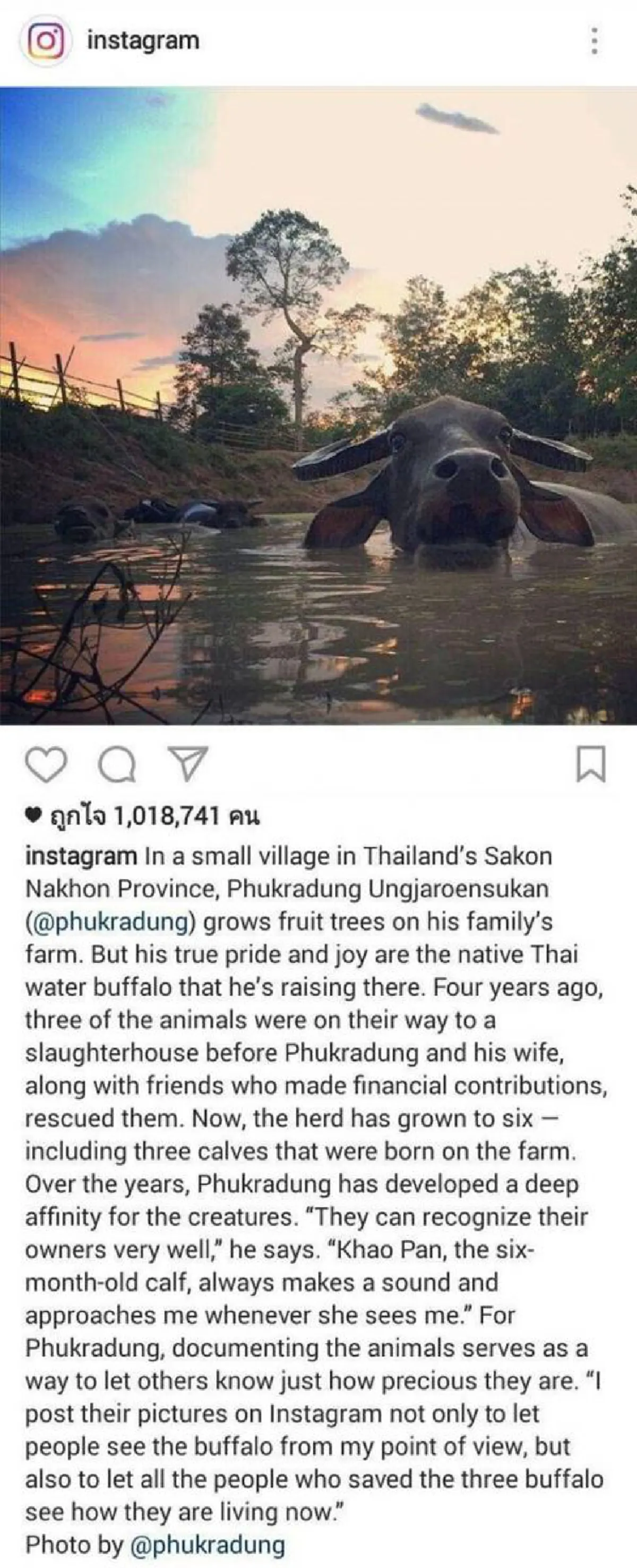 ไลค์ทะลุล้านครั้ง!!! ควายไทยดังไม่แพ้สัตว์ใดในโลก หลังทีมงาน IG บุกทำรายงานพิเศษเจ้าทุยเมืองสกลฯในโครงการพระราชดำริ หลังจากแอบ Follow อยู่นาน