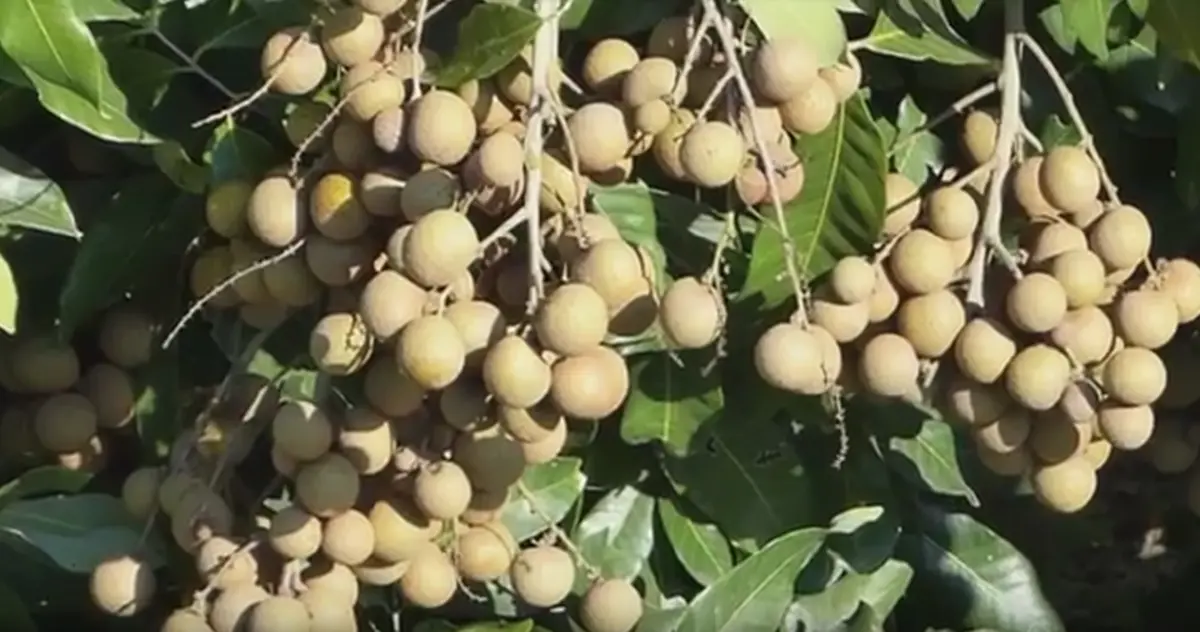 ชาวสวนลำไยทุกข์หนัก!! ฝูงค้างคาว บุกกัดกินผลลำไยเสียหากว่า100ไร่ ทำชาวสวนเดือดร้อน ต้องดักตาข่ายป้องกัน!!