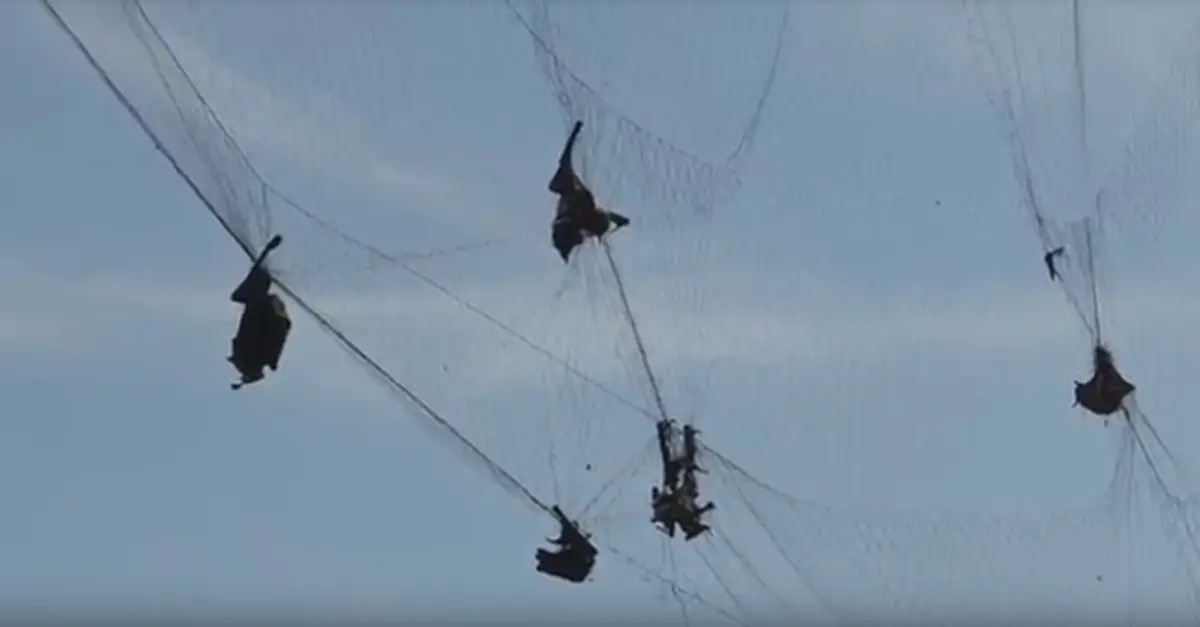 ชาวสวนลำไยทุกข์หนัก!! ฝูงค้างคาว บุกกัดกินผลลำไยเสียหากว่า100ไร่ ทำชาวสวนเดือดร้อน ต้องดักตาข่ายป้องกัน!!