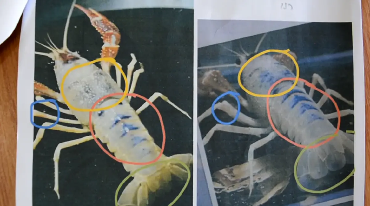 เสียรู้ โจรออนไลน์!!  "พ่อค้าหนุ่ม" โร่แจ้งความหลังถูกลูกค้าหลอกว่ากุ้งตาย หลงเชื่อโอนเงินคืนเสียหายเกือบหมื่นบาท!!  