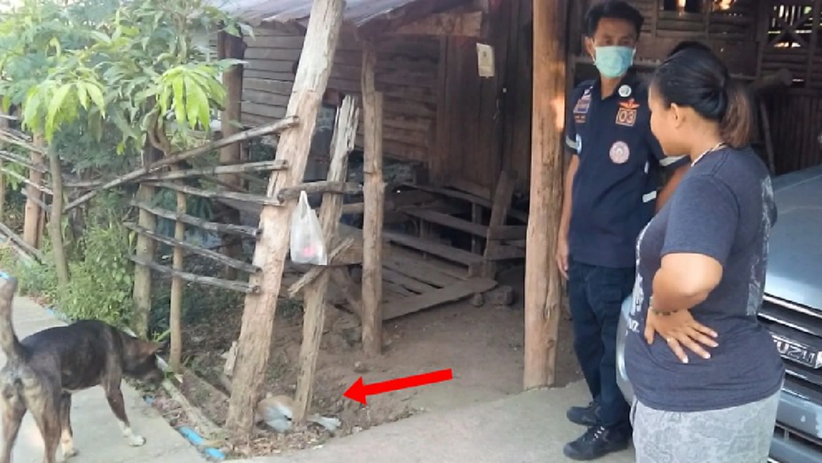 ใจอำมหิต!! ชาวบ้านโร่แจ้งตร. หลังเจอ สุนัขโดนยาเบื่อ นอนตายเกลื่อนถนน สลดซ้ำ แม่สุนัขดิ้นตายน้ำลายฟูมปาก ลูก2ตัวรอด
