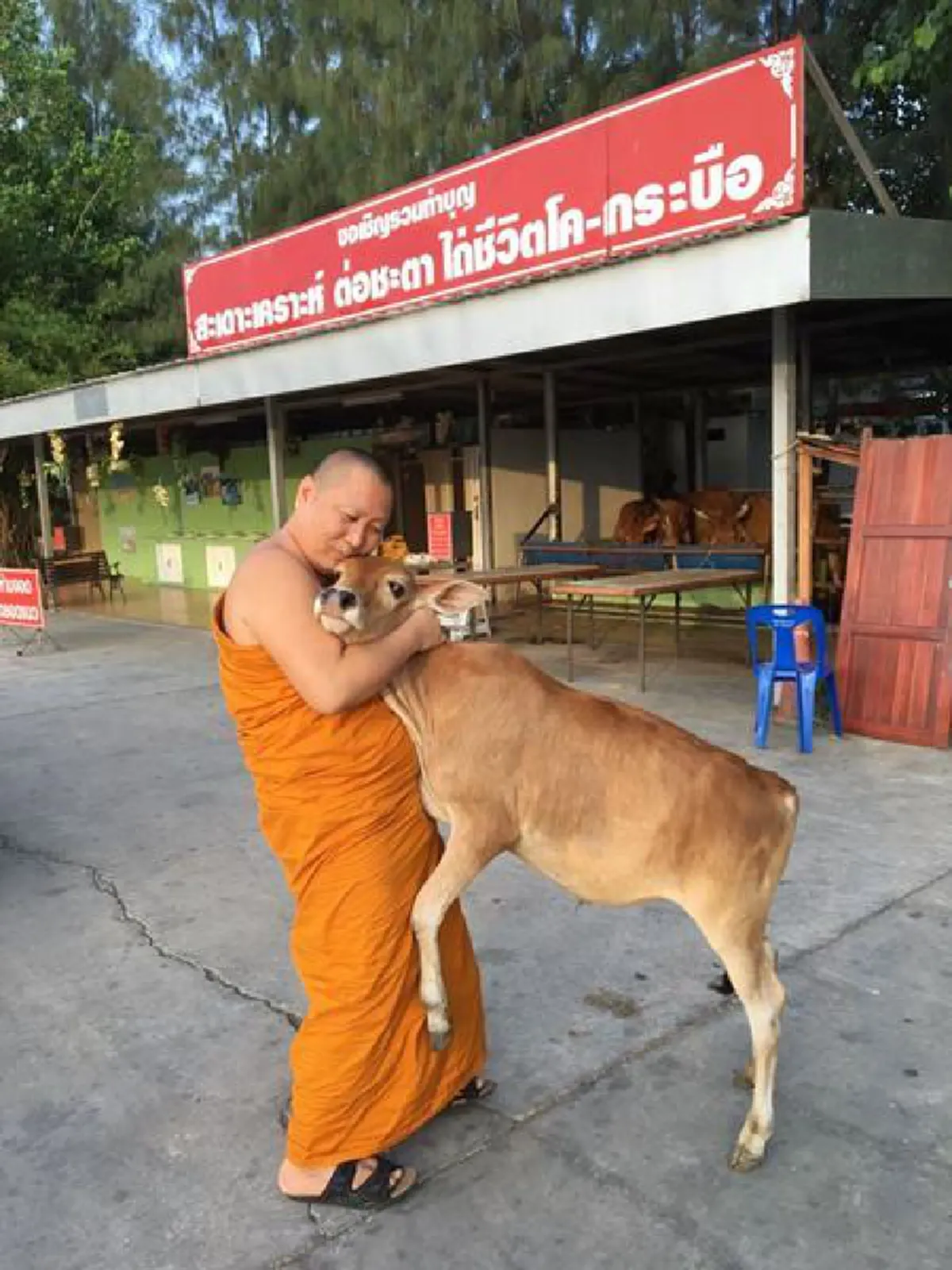 จำได้ไหม?? "เจ้าเรียกทรัพย์" ลูกวัวแสนกตัญญูแห่งวัดสมานรัตนาราม ผ่านไป 7 เดือน โตเป็นหนุ่มขนาดนี้แล้ว!!!