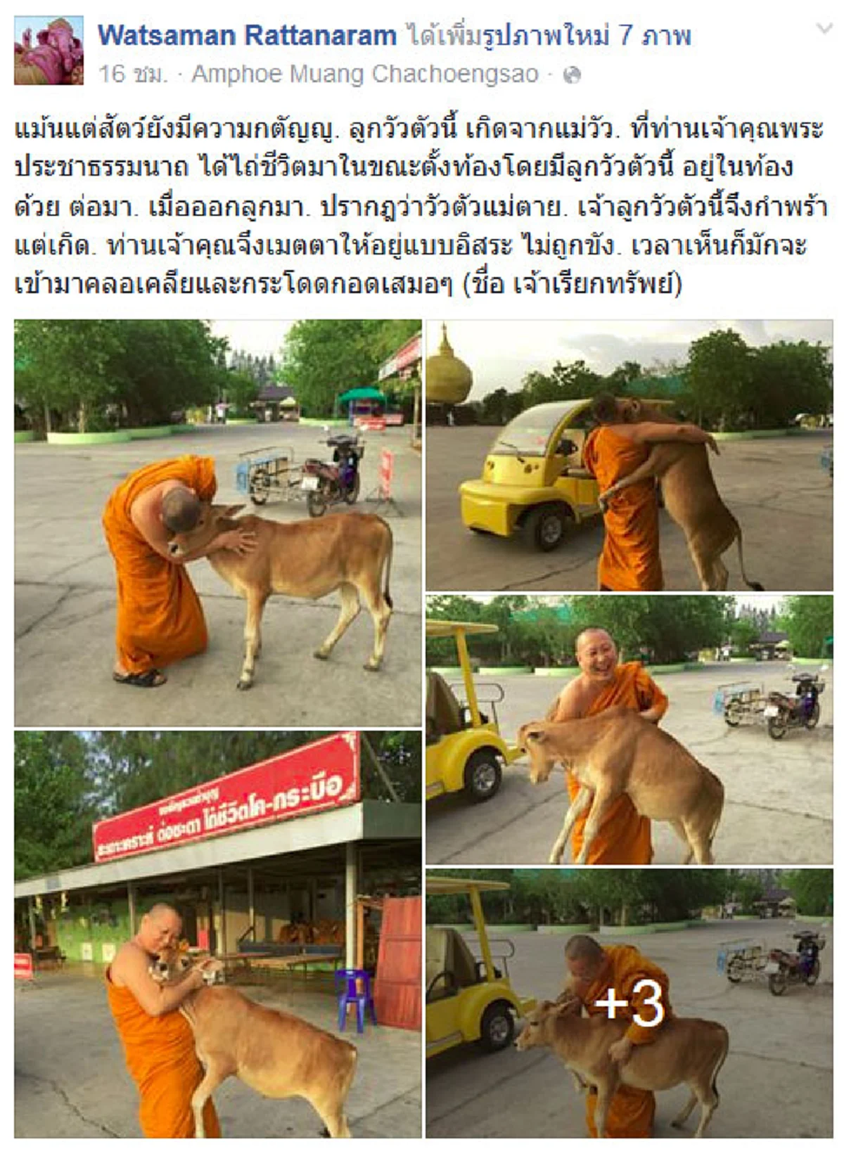 จำได้ไหม?? "เจ้าเรียกทรัพย์" ลูกวัวแสนกตัญญูแห่งวัดสมานรัตนาราม ผ่านไป 7 เดือน โตเป็นหนุ่มขนาดนี้แล้ว!!!