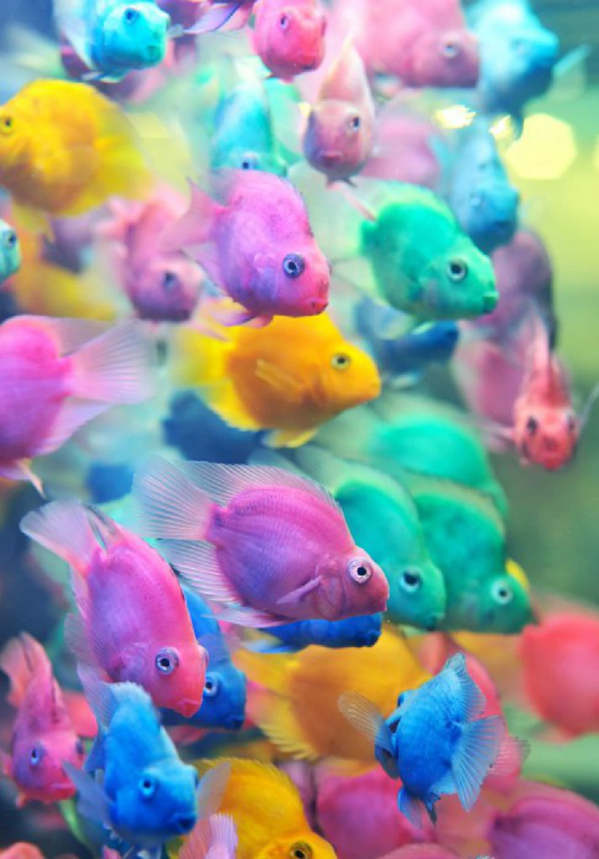 สัตว์โลกใต้ทะเล สีสันแสบทรวงแค่ไหน มาดูกัน !! 