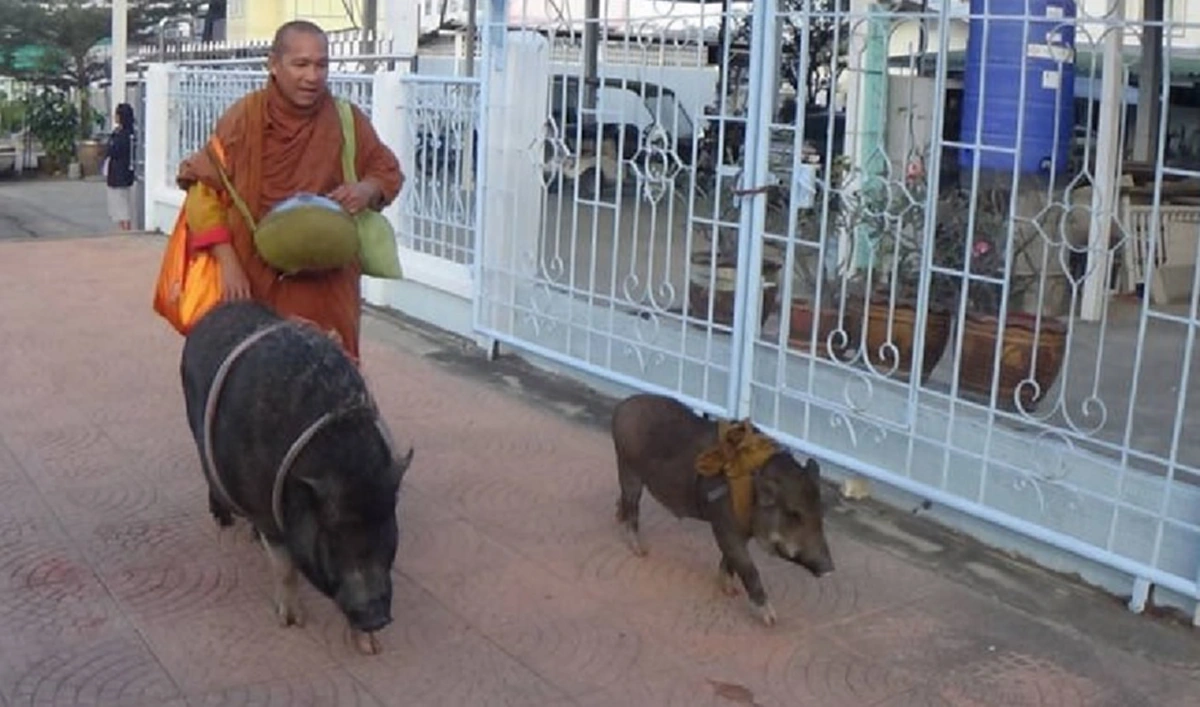 น่าร๊าก..แสนรู้!!! ชาวบ้านถึงอมยิ้มเจอ "เจ้าแสน-เจ้าล้าน" 2 หมูป่าเดินตามพระบิณฑบาตกลางเมืองอ่างทอง ราวกับเป็นลูกศิษย์วัด