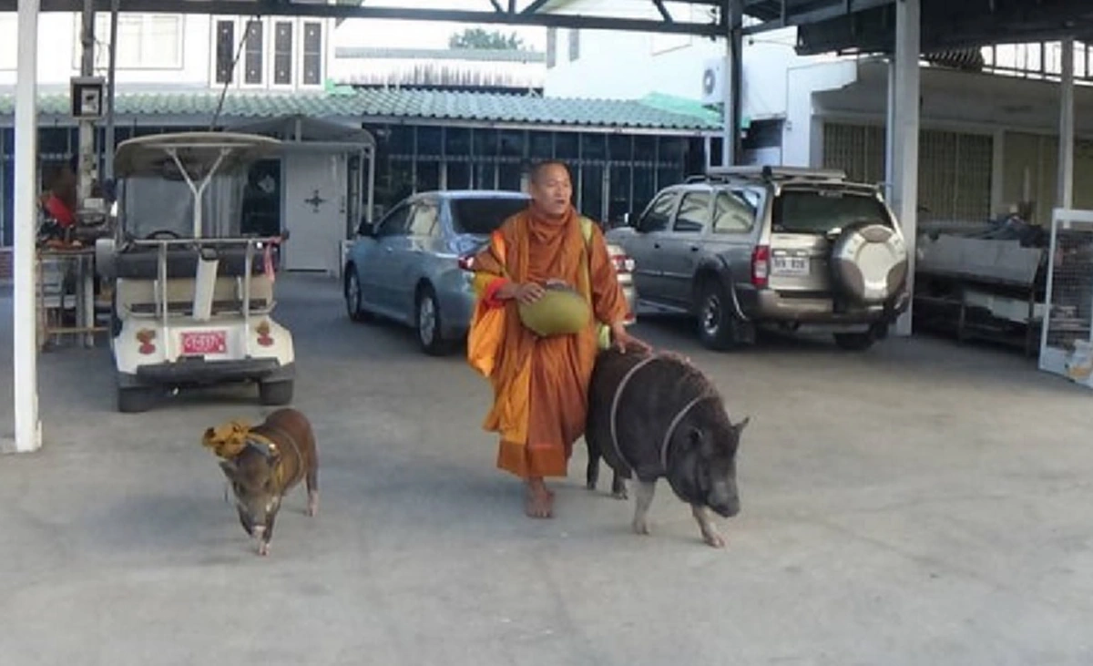 น่าร๊าก..แสนรู้!!! ชาวบ้านถึงอมยิ้มเจอ "เจ้าแสน-เจ้าล้าน" 2 หมูป่าเดินตามพระบิณฑบาตกลางเมืองอ่างทอง ราวกับเป็นลูกศิษย์วัด