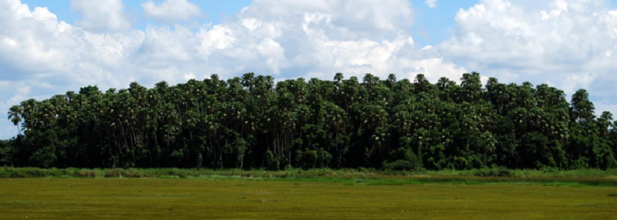 "พญานาคกลับชาติมาเกิด"คาดเป็นบุตรบุญธรรม ของเจ้าปู่ศรีสุทโธพญานาคราช  สืบจากบันทึกประวัติเมืองคำชะโนด อุดรธานี