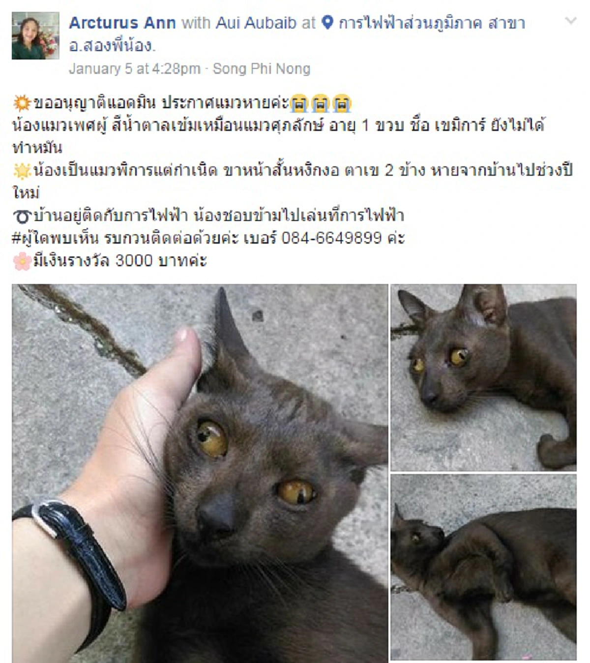 แชร์ให้ว่อน..รู้เลยว่ารักจริง!!! สัตวแพทย์สาวร้อนใจ "เจ้าเขมิการ์" แมวพิการแต่กำเนิดหายออกจากบ้าน วอนโซเชียลตามหาสู้อุตส่าห์เลี้ยงดูแต่เล็กจนโต