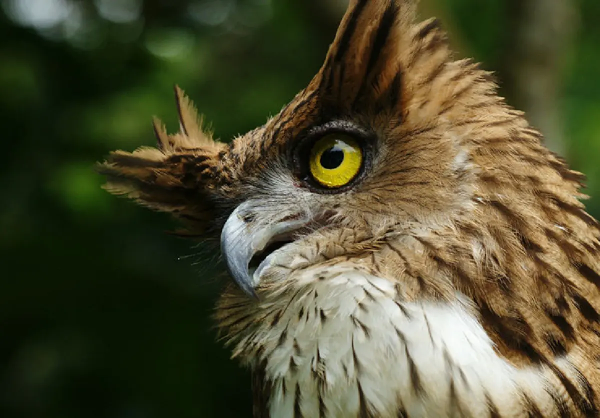 สุดยอดจริงๆ คาถา"พญานกถึดทือ" ตำรับ "หลวงปู่ศุข" สู่ยอดของขลัง "เรียกทรัพย์" สำหรับคนทำงานตอนกลางคืน ! เผยวิธีบูชาให้ได้ผล