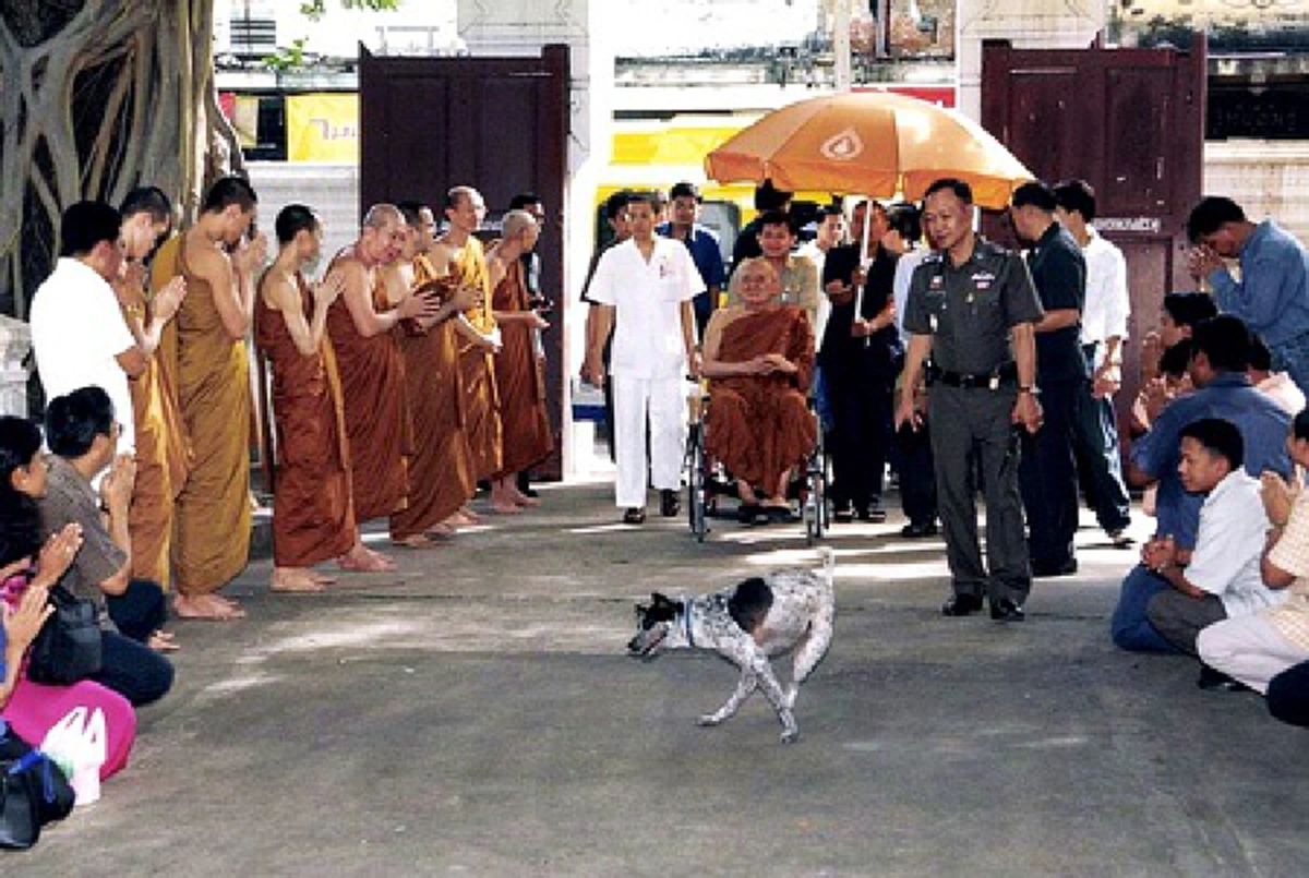 หัวใจพูดได้!! ... เรื่องราวแห่งความรักและผูกพันของ "สมเด็จพระญาณสังวรฯ" กับ "เจ้าจุด" ที่ทำให้ใครหลายคนน้ำตาซึม!!