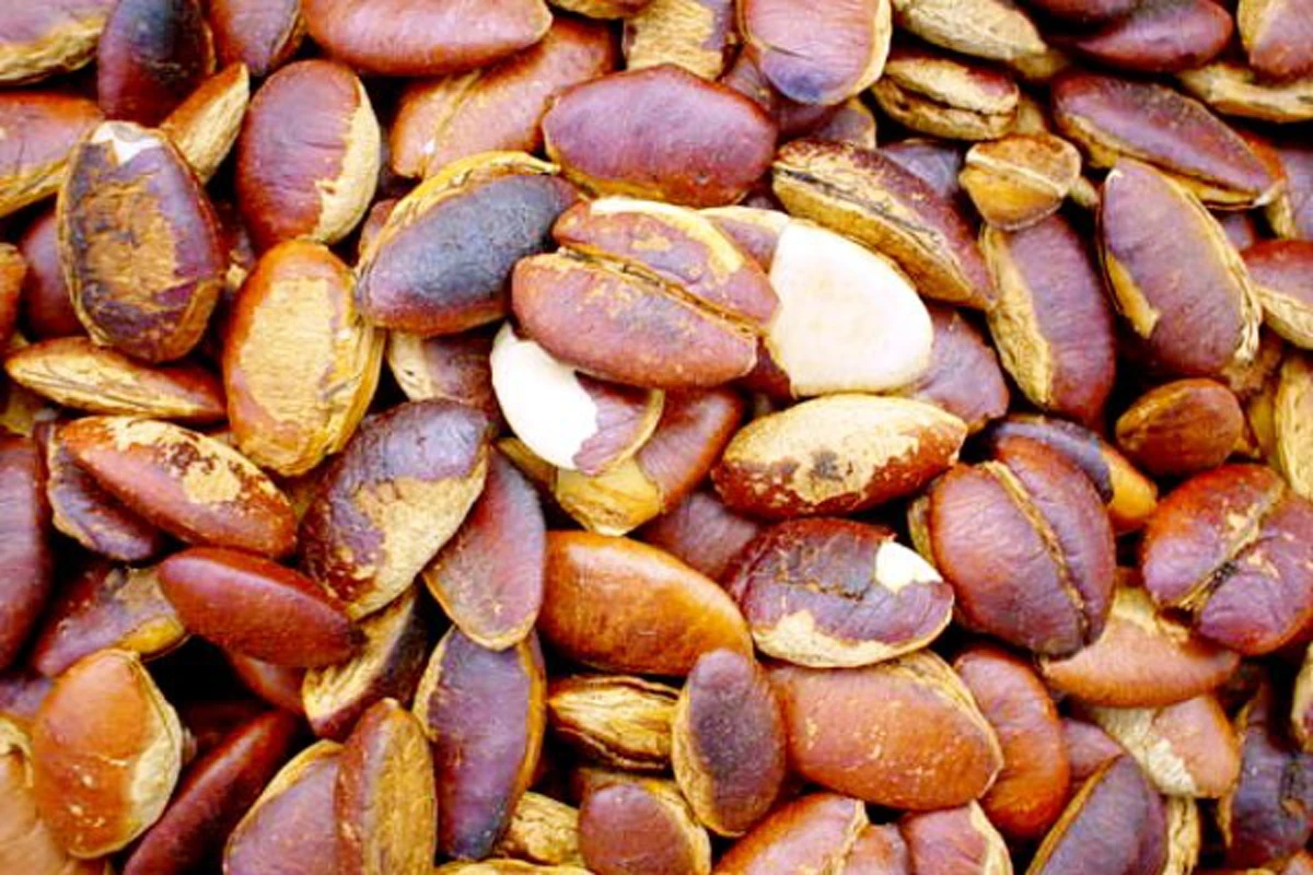 อัลมอนด์แห่งภาคอีสาน !!!! "เม็ดกระบก" สรรพคุณชั้นยอดบำรุงหัวใจและป้องกันมะเร็ง !!