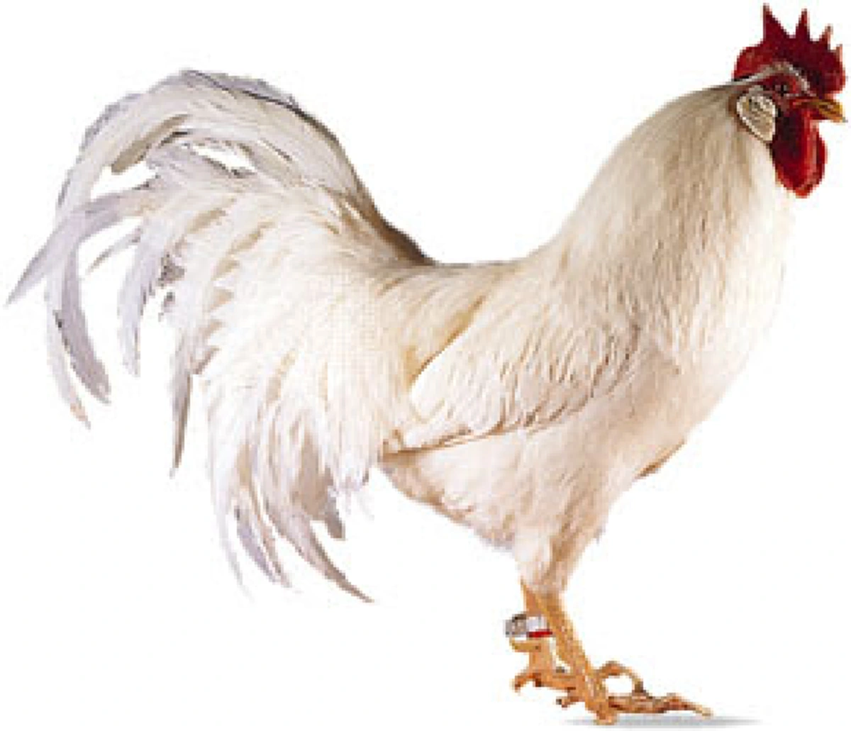 เรื่องเล่า"ไก่ขาวแสนรู้" ของหลวงปู่กงมา...หนีตายมาพึ่งบารมีหลวงปู่ แต่ก็ไม่วายถูกมนุษย์รังแก จนต้องกลับไปอยู่ที่ๆหนีมา