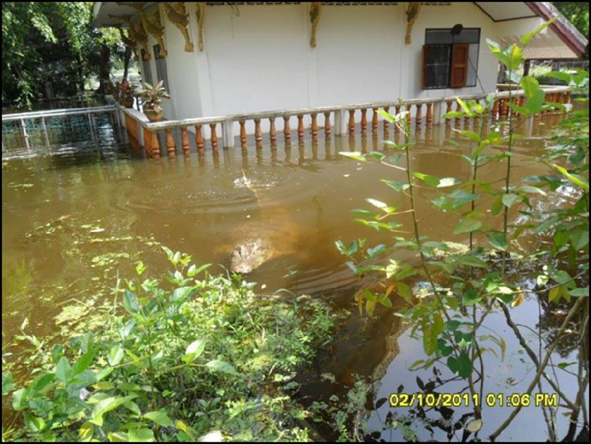 เปิดบันทึกหลวงปู่สนิท วัดลำบัวลอย เรียนวิชาเสกไม้เป็นจระเข้! ไม่เชื่อก็ต้องเชื่อ เห็นจระเข้ว่ายน้ำจะๆ