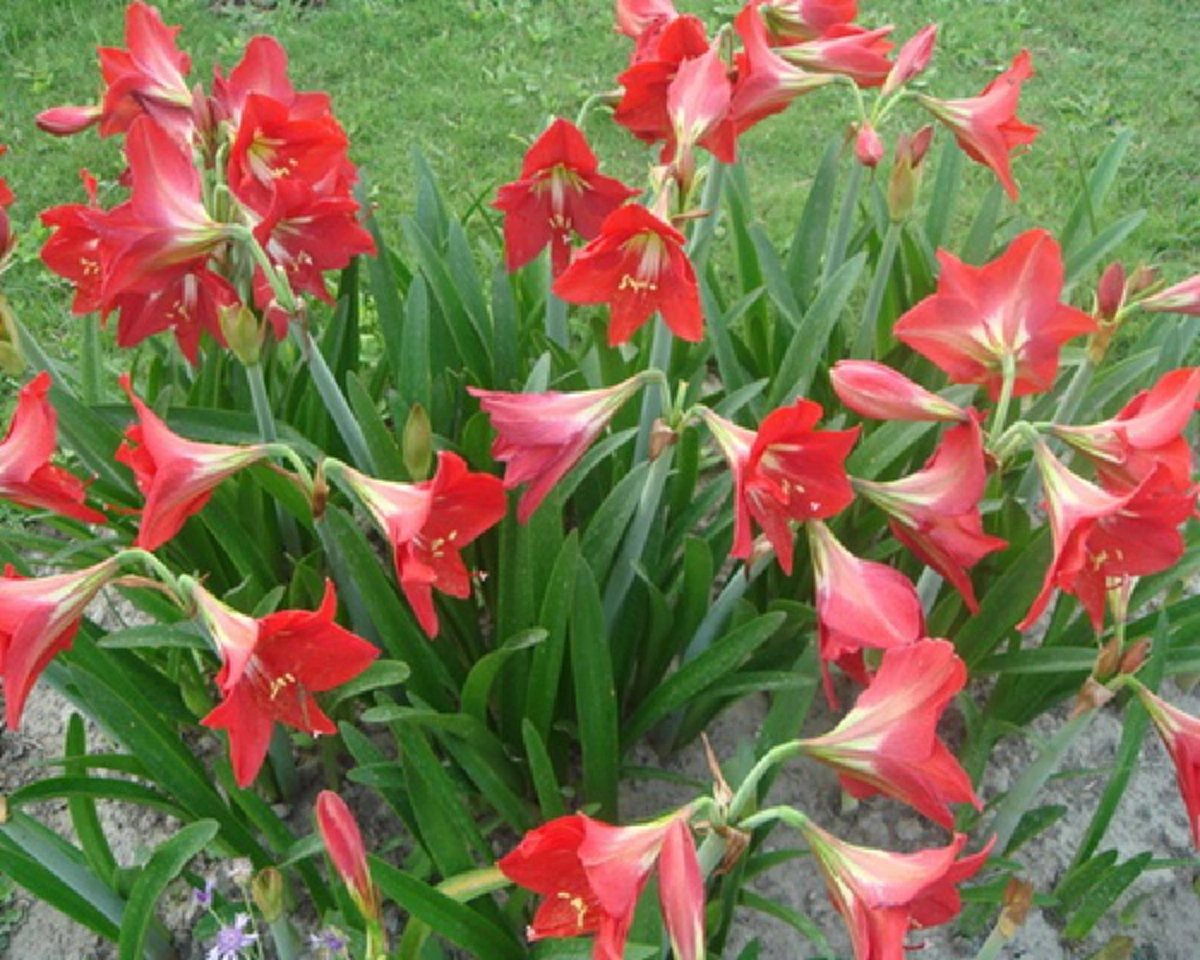 "ว่าน" ประจำวันเกิด พร้อมบทสวดและวิธีบูชา ปลูกให้ถูกโฉลก เสริมโชค เสริมดวงชะตา