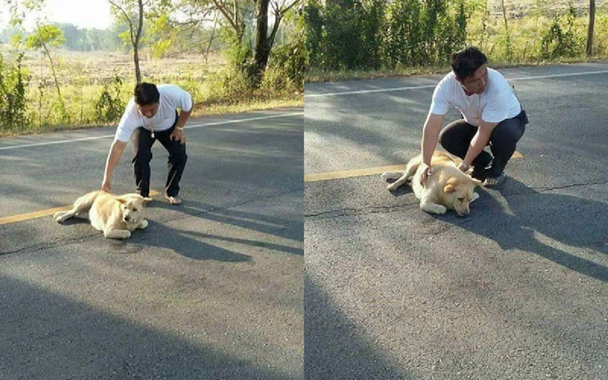 เศร้า..อาลัย!!! นายดาบตร.ที่เคยช่วย "เจ้ามารวย" หมาถูกรถชนกลางถนนหนีตาย จนร่ำไห้ตามทั้งโซเชียล เพราะเห็นน้ำตาเจ้าตูบไหลซึม โพสต์อัพเดทครบ1ปี..ยิ่งใจหายเพราะรู้มันจากไปแล้ว!!?!!