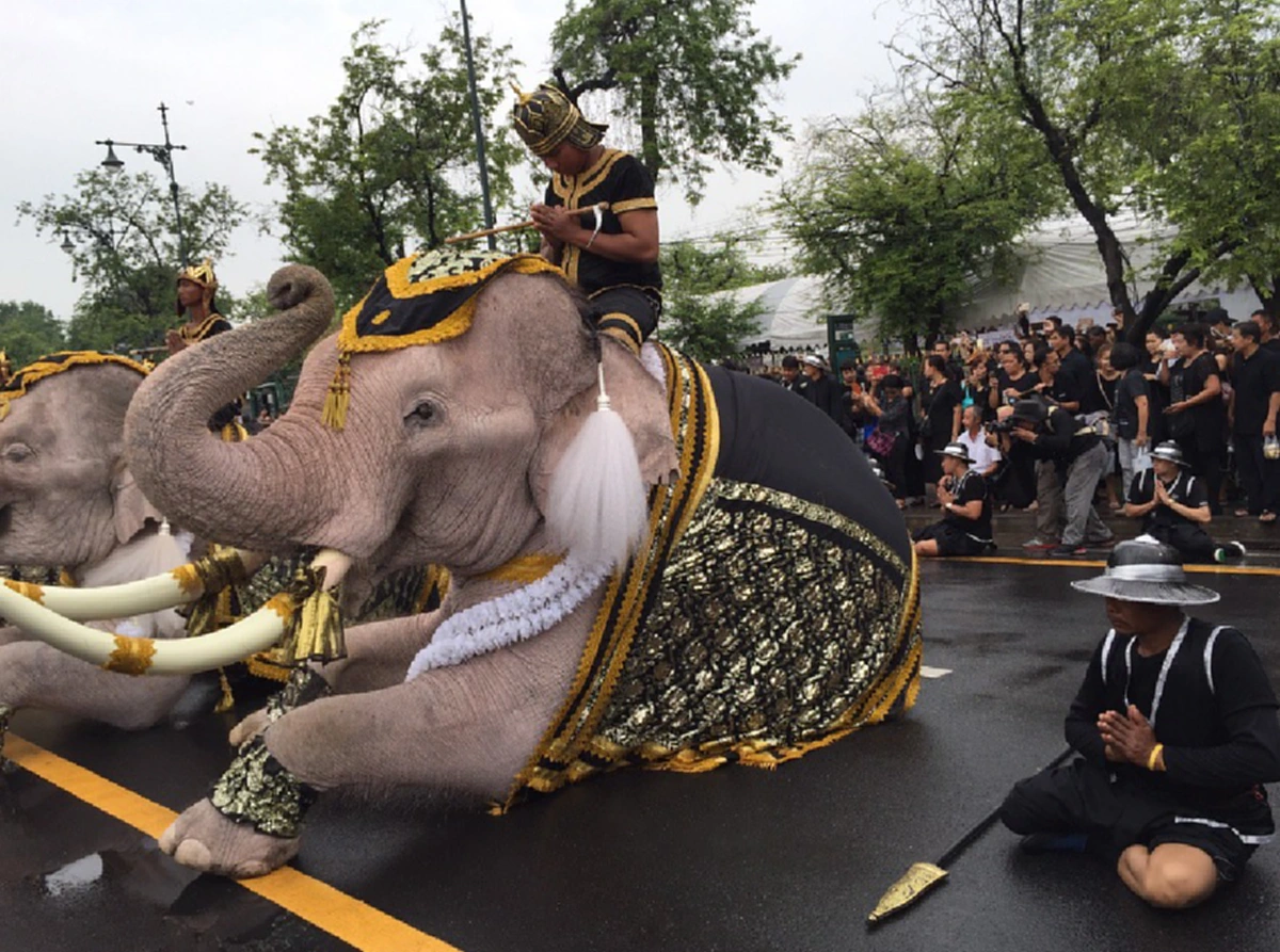 เทิดไท้เหนือเกล้า!! เหล่าคชสารจากปางช้างอยุธยาร่วมกราบพระบรมศพ "องค์พ่อหลวง" ด้วยความอาลัยยิ่ง (ภาพ+คลิป)