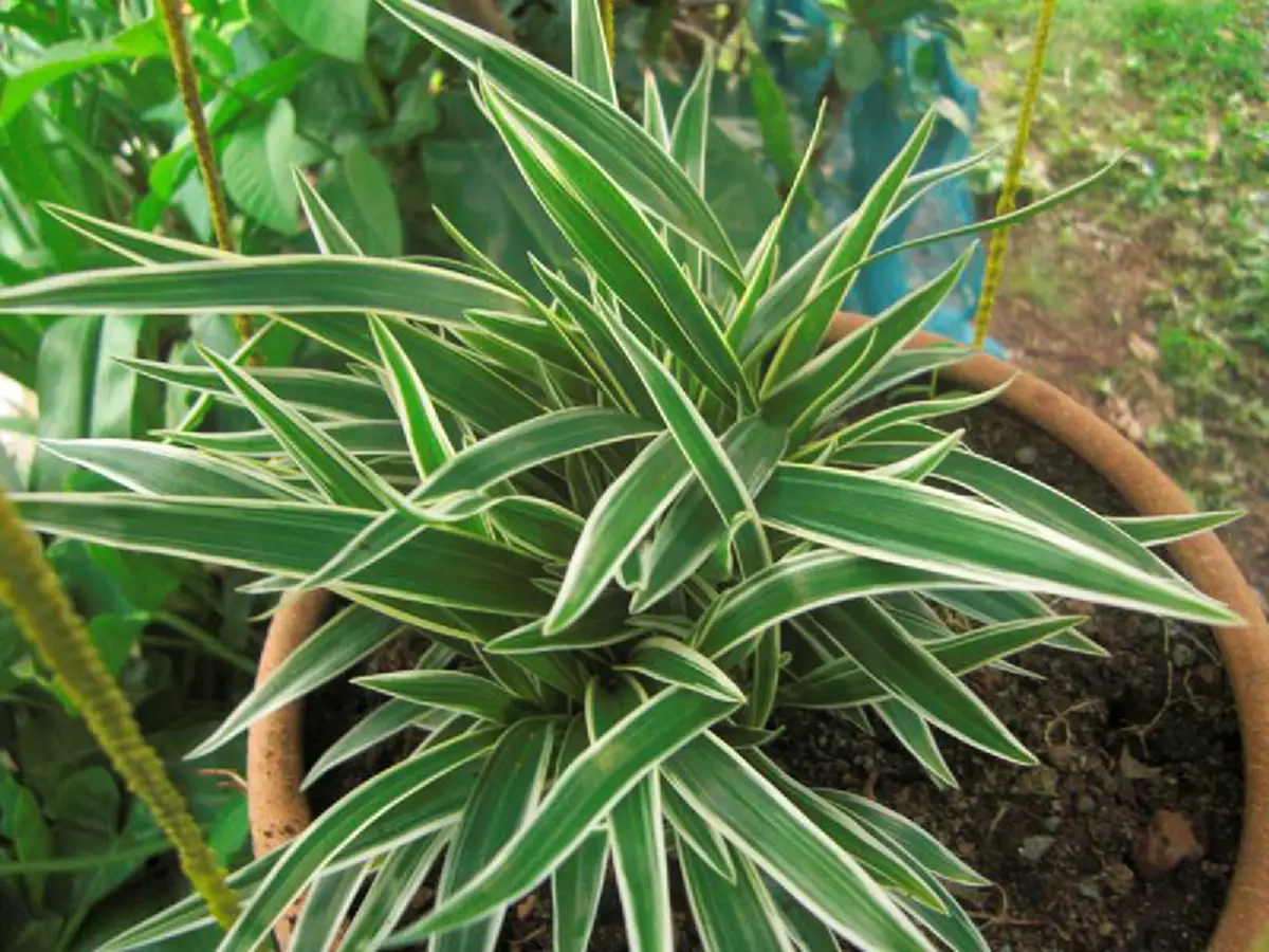 "ว่าน" ประจำวันเกิด พร้อมบทสวดและวิธีบูชา ปลูกให้ถูกโฉลก เสริมโชค เสริมดวงชะตา