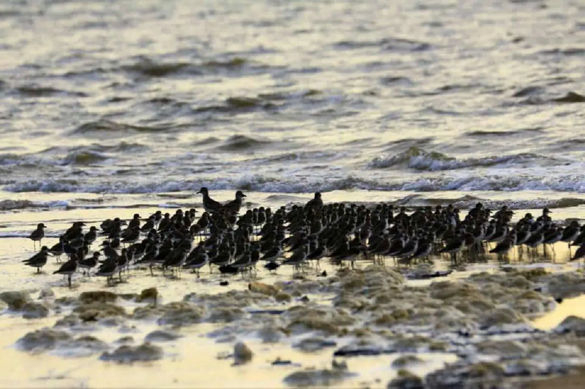 สวยงาม ตามธรรมชาติสร้าง!! ฝูงนกหาชมยากจากไซบีเรีย อพยพหนีหนาวอาศัยเต็มหาดคลองทะลุ นทท.แห่ถ่ายรูปเก็บความประทับใจเพียบ!! (ชมภาพ) 