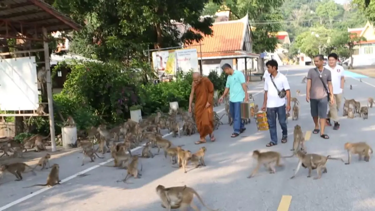 กราบสาธุ!! "พระเกจิดัง" 108 ปี มอบเงินค่าอาหารลิง วัดเขาวงกฏ แนะลิงกินมังสวิรัติจะดุร้ายน้อยลง!!?