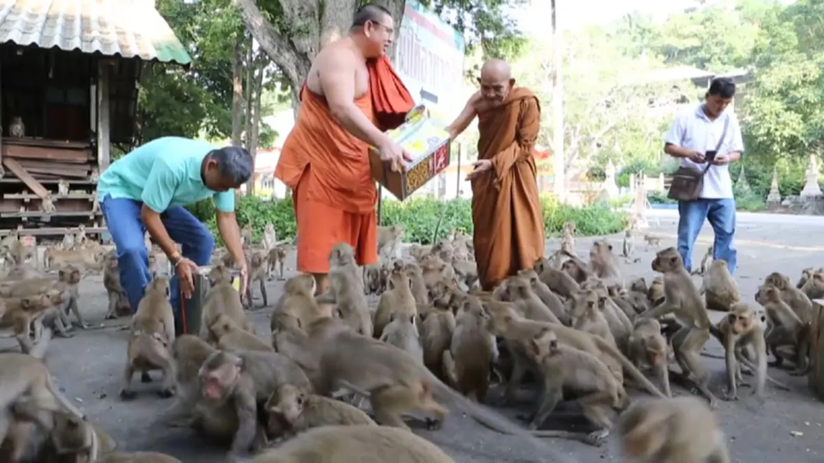 กราบสาธุ!! "พระเกจิดัง" 108 ปี มอบเงินค่าอาหารลิง วัดเขาวงกฏ แนะลิงกินมังสวิรัติจะดุร้ายน้อยลง!!?