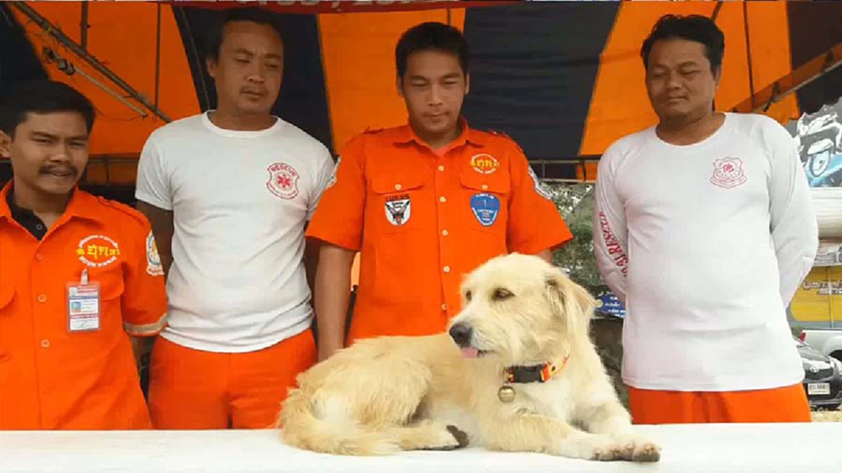 รอความหวัง!!! "เจ้าตูบ" นั่งเศร้า! หลังพลัดตกจากรถกลางสี่แยก  ตัวสั่นเฝ้ามองรถที่วิ่งผ่านไปมา หวังรอเจ้าของมารับ วอนชาวเน็ตช่วยแชร์ (มีภาพ)