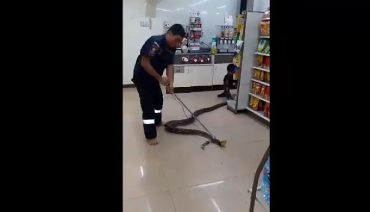 คอหวยมารวมกันตรงนี้ เปิดรหัสร้านสะดวกซื้อ เจอ"เจ้างูเหลือมยักษ์"บุก!! รีบส่องกันเลย พรุ่งนี้รวย รับทรัพย์ถ้วนหน้า!! (คลิป)