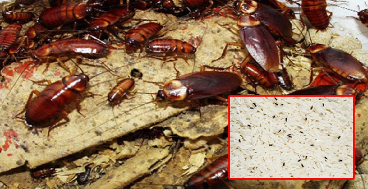 มหัศจรรย์ วิธีปราบ 8 แมลงร้าย!! เผย วิธี "กำจัดแมลงร้าย" เห็นผล 100% ด้วยวิธีง่ายๆ และสุดประหยัด.. วิธีไหนบ้างเช็คเลย !?!