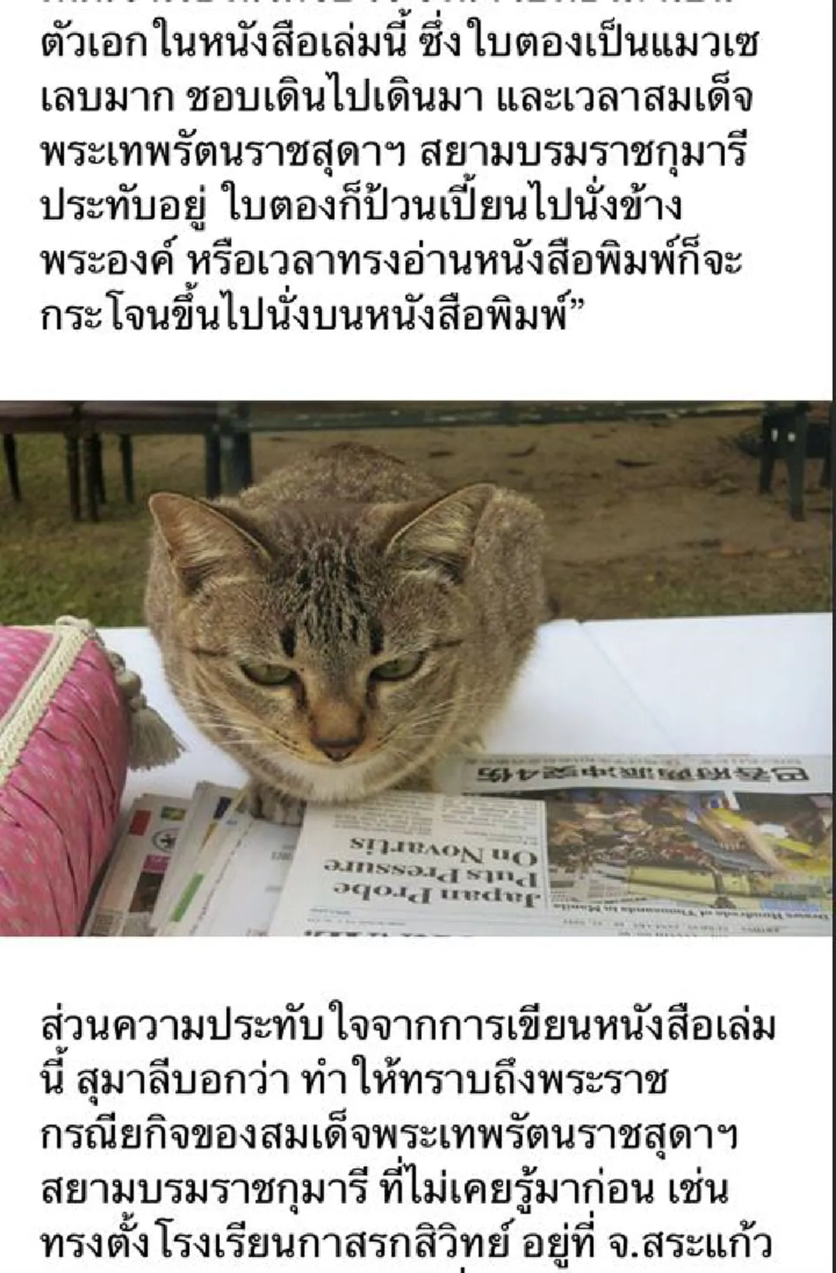 น่ารัก.....แมวทรงเลี้ยงของสมเด็จพระเทพฯ  ใบตอง  บ๊อบ ฟรุ๊งฟริ๊ง