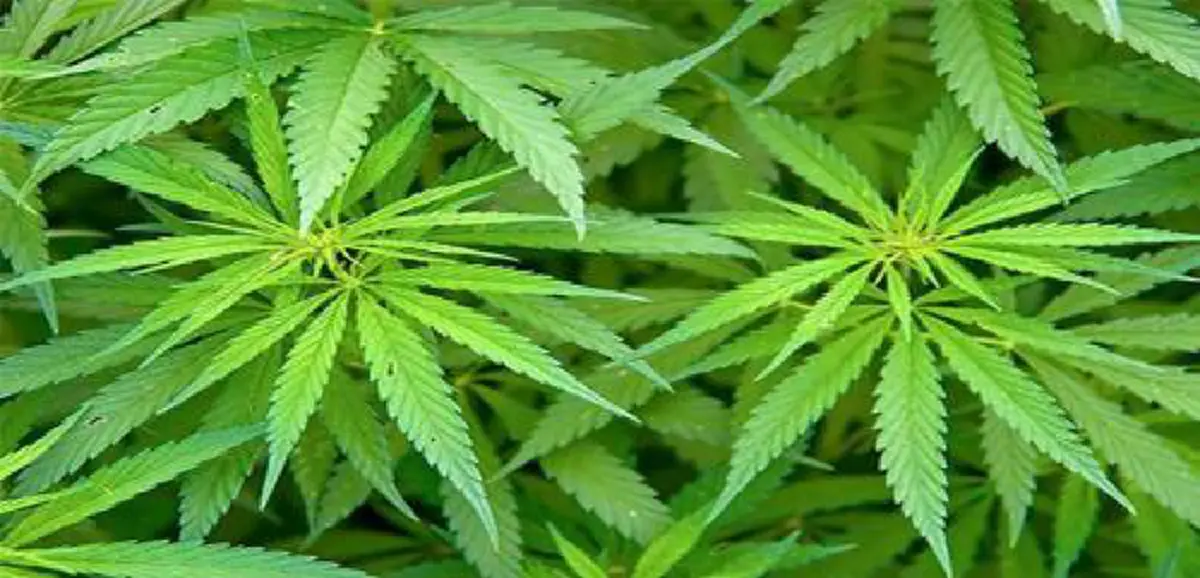 สมุนไพรฆ่ามะเร็ง!“ไพศาล พืชมงคล”ยันคนใกล้ตัวเลิกคีโมรักษาแพทย์ทางเลือก