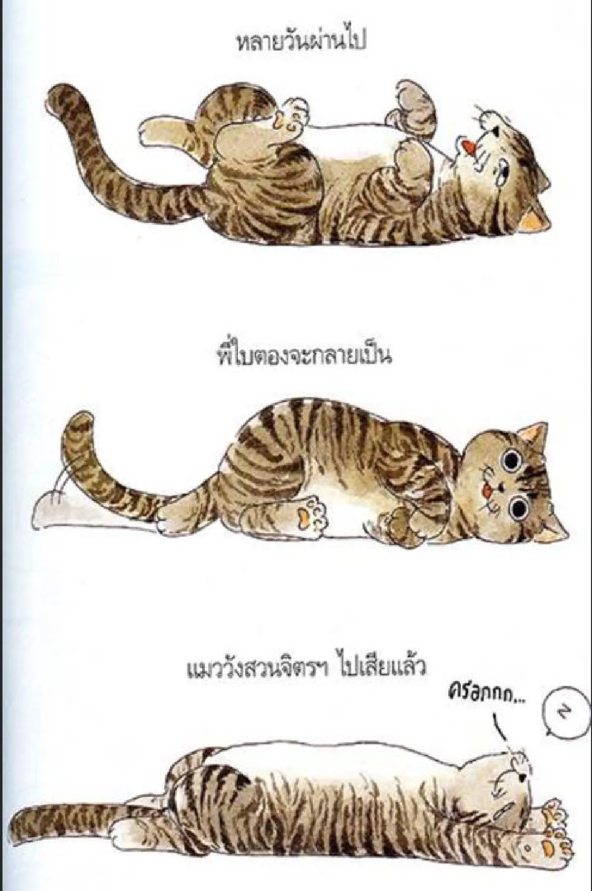 น่ารัก.....แมวทรงเลี้ยงของสมเด็จพระเทพฯ  ใบตอง  บ๊อบ ฟรุ๊งฟริ๊ง