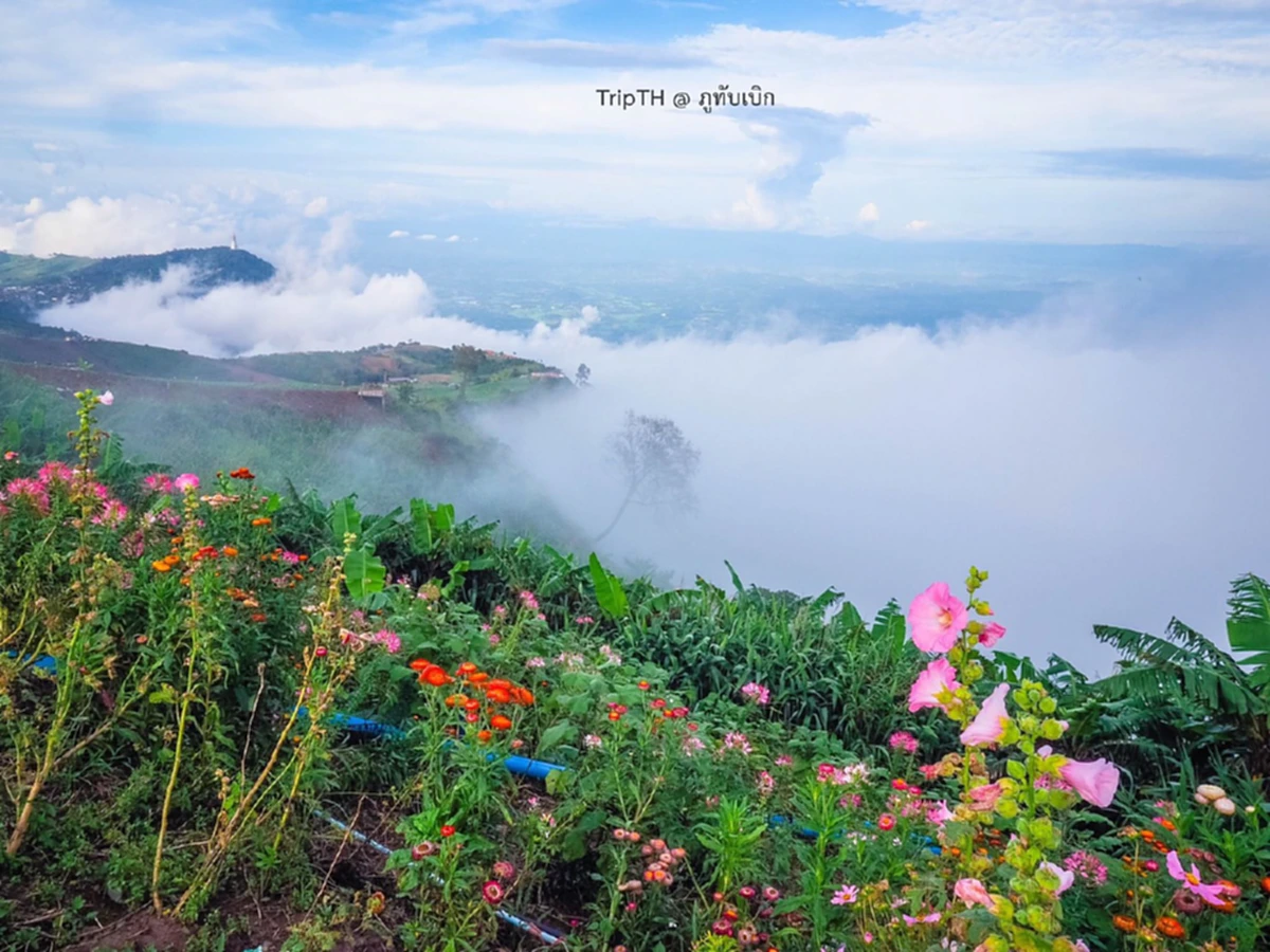 สวยโคตรๆ!!!บรรยากาศปลายฝนต้นหนาวภูทับเบิก ภาพที่มีคนกดไลค์กดแชร์กันกระหน่ำ เพราะแค่เห็นก็ฟินสุดๆ (มีภาพ)