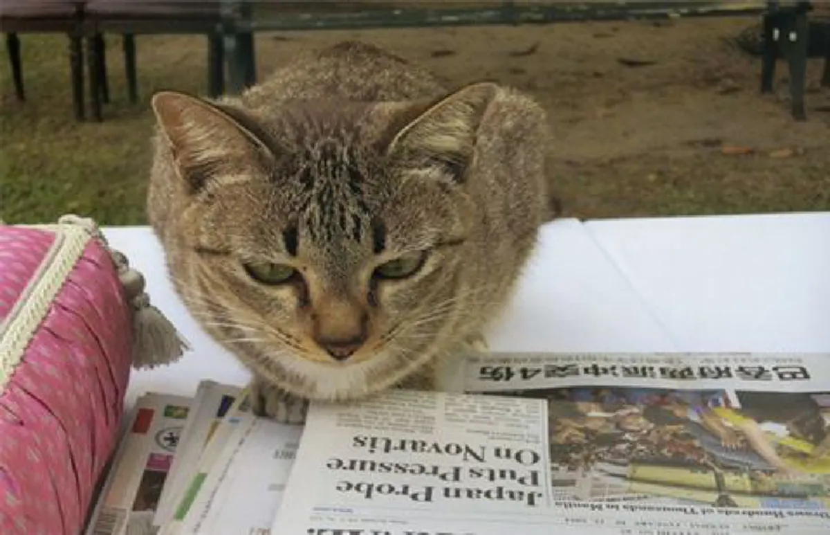 น่ารัก.....แมวทรงเลี้ยงของสมเด็จพระเทพฯ  ใบตอง  บ๊อบ ฟรุ๊งฟริ๊ง