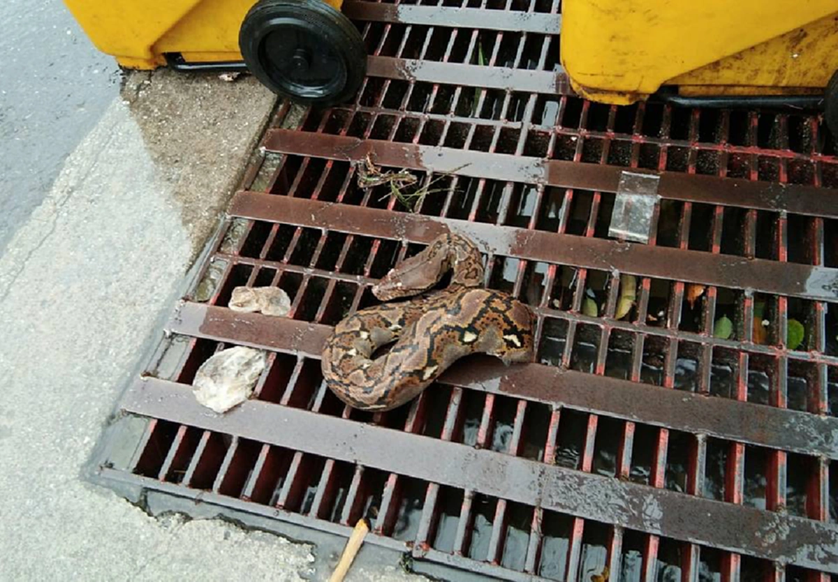 ฝนถล่มในเมืองภูเก็ตอัมพาต น้ำท่วมสูงเกือบเมตรในหลายจุด