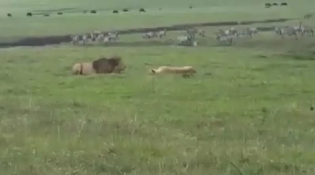 ไปอย่างสิง..กลับอย่างหมา!! "2 สิงโต" นอนเล่นในทุ่งหญ้า สะดุ้ง! จู่ๆ ตูบขาโหด! พุ่งเห่าโดดงับ อย่างไม่เกรงกลัว งานนี้ให้มันรู้กันว่าใครใหญ่!