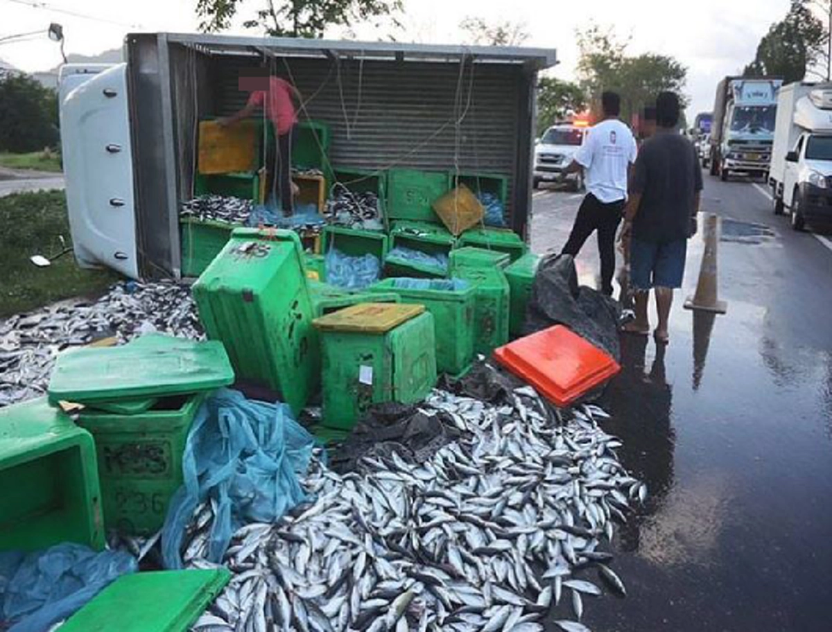 รถขนปลาทูพลิกคว่ำ แต่ชาวบ้านฉวยโอกาสโกยกลับบ้านเป็นถุงๆ โซเชียลเดือดหนักพฤติกรรมแย่!