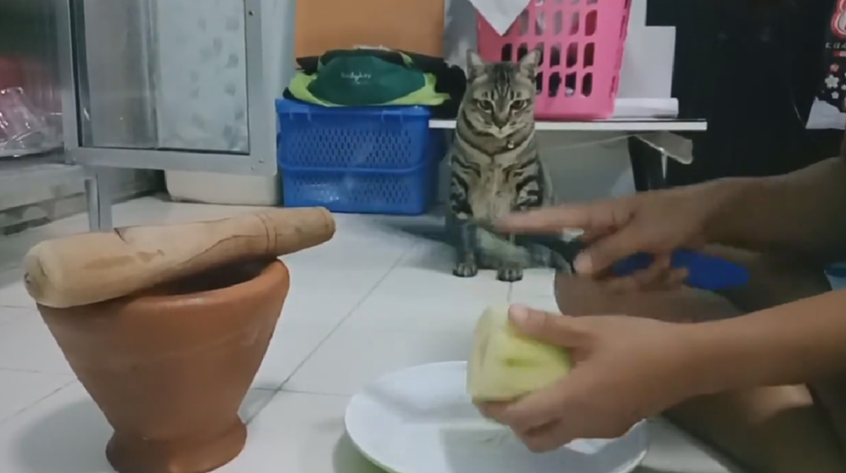 เร็วๆหน่อยสิทาส!! "เจ้าเเมว" สุดกวนนั่งจ้องตาไม่กระพริบ ตอนท้ายจบแบบพีคสุด? ฮากรามแทบค้าง!! (ชมคลิป)