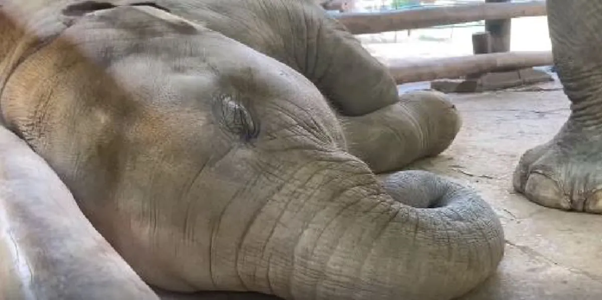 เจ้าขุนศึกช้างน้อยนอนกรนเสียงดัง ขโมยหัวใจแฟนคลับ (คลิป)