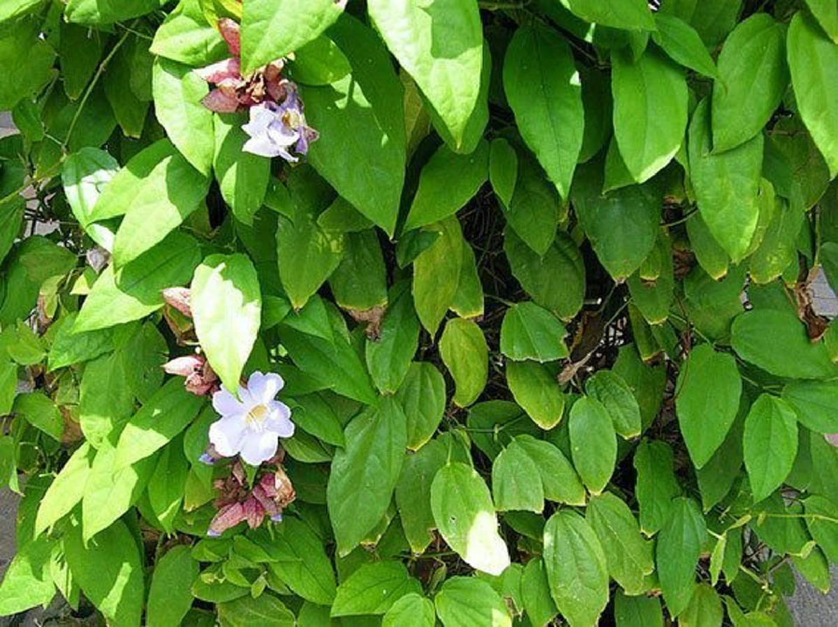 อย่ามองข้าม!! นี่คือสุดยอดสมุนไพรที่คนโบราณขนานนามว่า "ราชาแห่งการถอนพิษ" แถมมีฤทธิ์ต่อต้านมะเร็ง!?