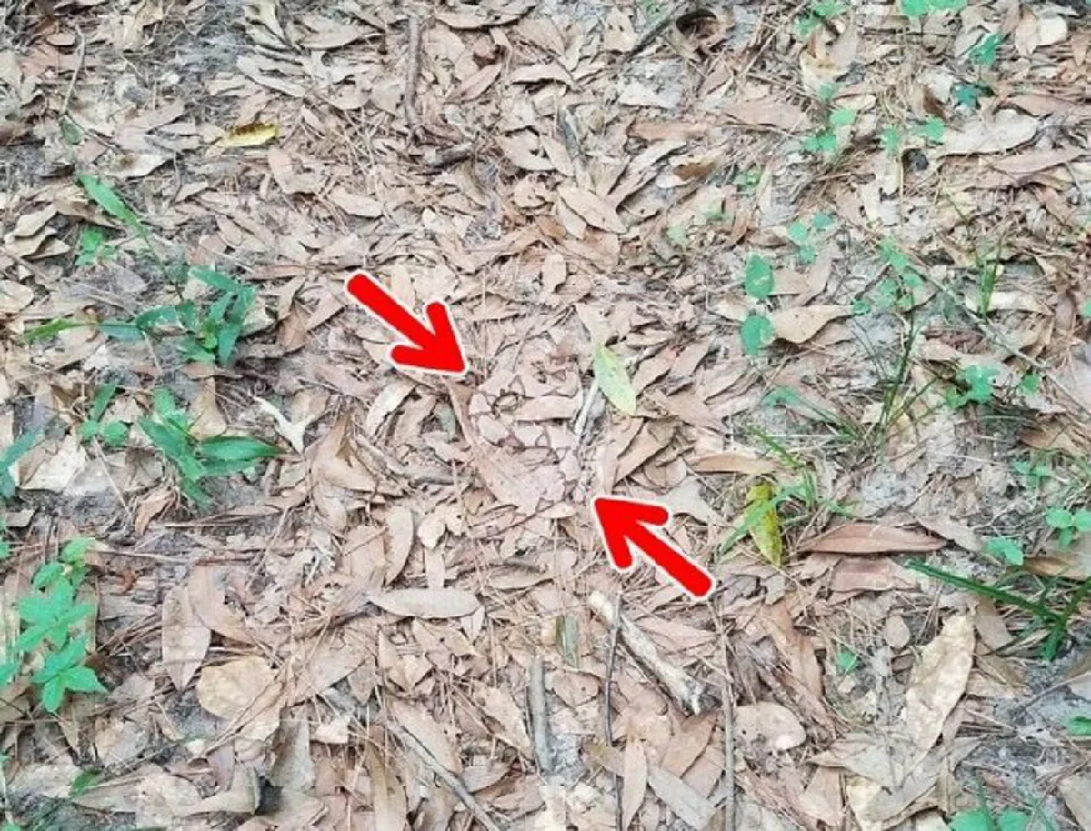 จะแน่สักแค่ไหนเชียว!? คนตาดีเดินเข้ามา! ท้าสายตา กับ "10 สัตว์ปริศนา ซ่อนในภาพ" จะหาเจอหรือเปล่า? ถ้าแน่จริงลองดู!! (ภาพ)