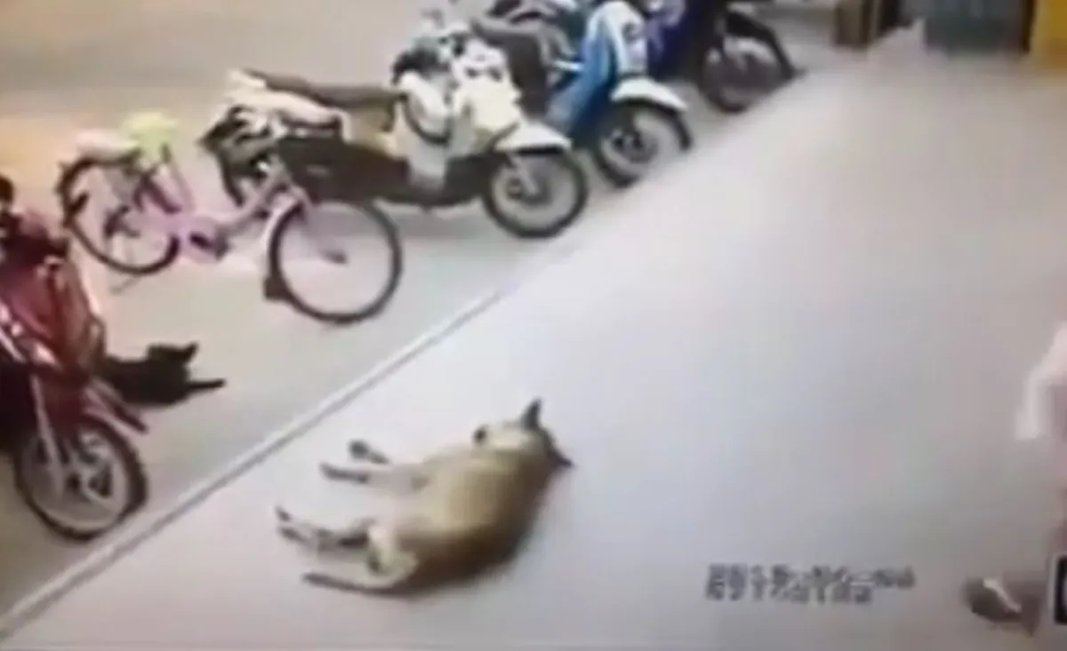 อยู่ดีไม่ว่าดี!! หนุ่มพิเรนทร์คึก! เตะหมา กำลังงีบอย่างแซ่บๆ เคืองจัด! เจอคมเขี้ยวสวนกลับไม่ยั้ง จนต้องหนีกระเจิง (คลิป)