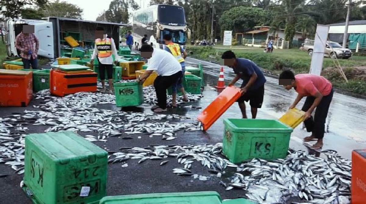 รถขนปลาทูพลิกคว่ำ แต่ชาวบ้านฉวยโอกาสโกยกลับบ้านเป็นถุงๆ โซเชียลเดือดหนักพฤติกรรมแย่!