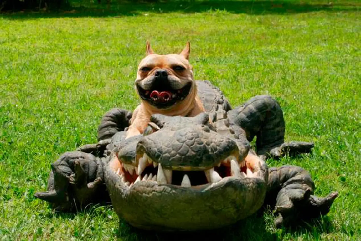 ใส่เกียร์หมาเต็มกำลัง!! เปิดคลิปไวรัลสุดฮา จับ "สุนัข" ใส่ชุด "จระเข้" แกล้งคน? เล่นเอาวิ่งป่าราบขวัญกระเจิงกันเป็นแถบ (คลิป)