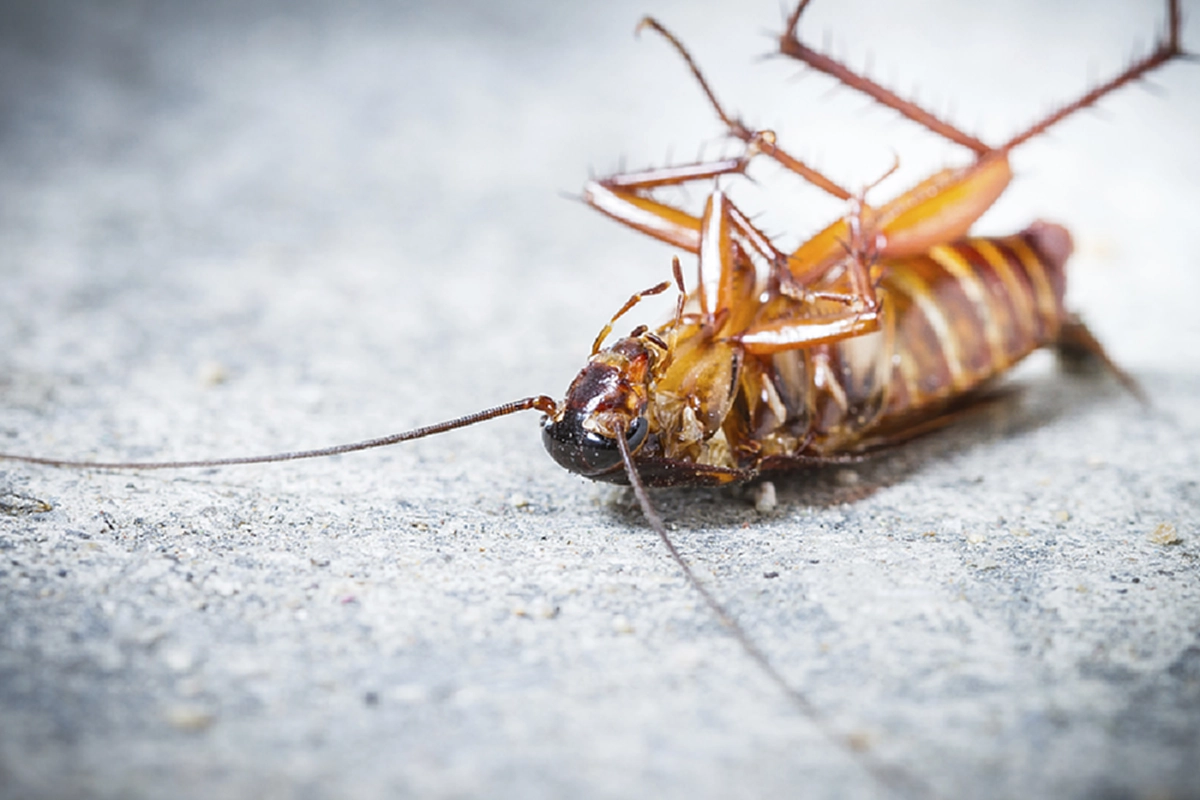 ไขข้อสงสัย!! ทำไม? "แมลงสาบ" ต้อง "หงายท้อง" ตาย !! เชิญพบกับคำตอบแท้จริง ที่ไม่มีใครเคยรู้มาก่อน! (คลิป)