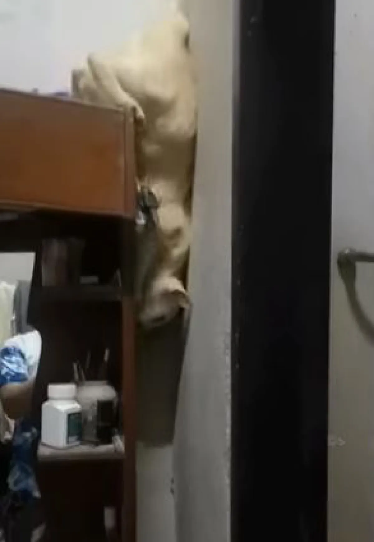 เจ้าเหมียวสุดทะเล้นกับท่าปีนลงจากตู้ที่ไม่ธรรมดา (คลิป)