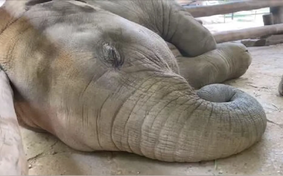 เจ้าขุนศึกช้างน้อยนอนกรนเสียงดัง ขโมยหัวใจแฟนคลับ (คลิป)