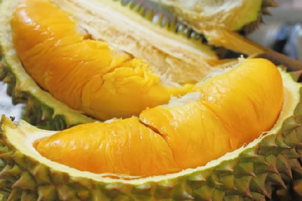 บอกได้คำเดียวว่ามันเด็ดมาก!!เคล็ดลับเด็ดกินทุเรียนอย่างไรไม่ให้อ้วน แถมยังลดไขมัน ทำให้แก่ช้า รู้แล้วรีบแชร์ต่อ