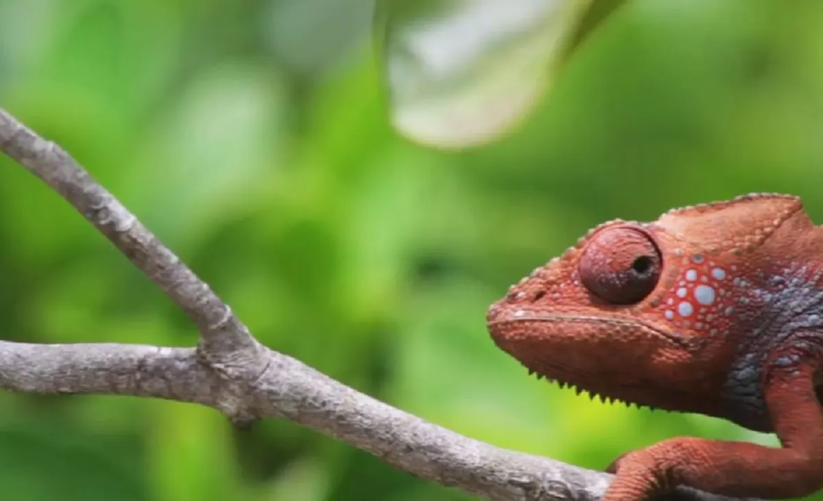 โอ้วพระเจ้ามันเปลี่ยนไวมาก!! จ้องตาดู "กิ้งก่าเปลี่ยนสี" แว๊บๆ เปลี่ยน! พึ่บพั่บ!! ราวกับแปลงร่าง บอกเลยว่าหาชมยาก!! (ชมคลิป)