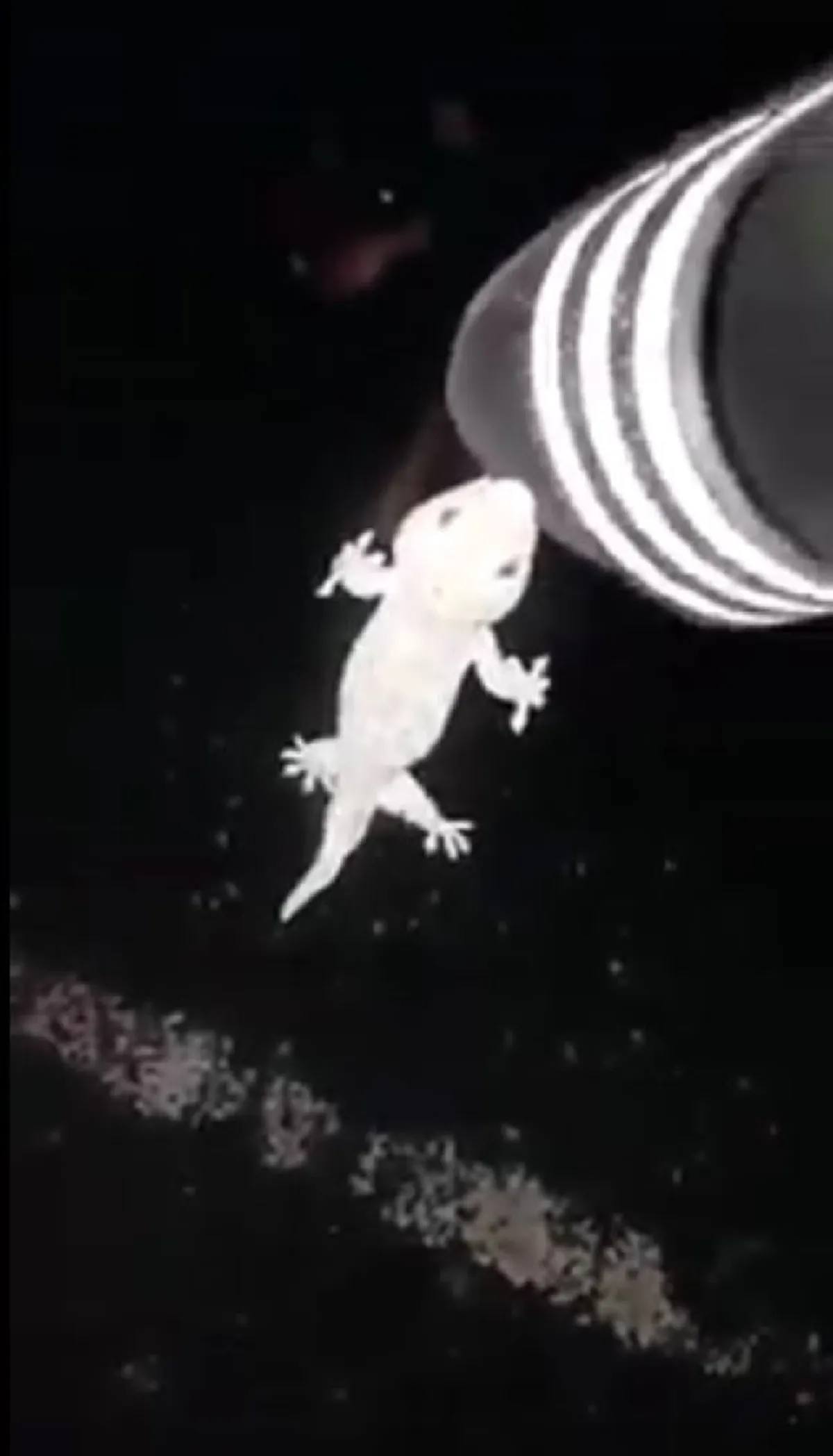 เจอแบบนี้จะทำยังไง!? หนุ่มแทบผงะ! ถูก "ตุ๊กแก" กัดรองเท้า แน่นฝังลึก ไม่ยอมปล่อยง่ายๆ (คลิป)